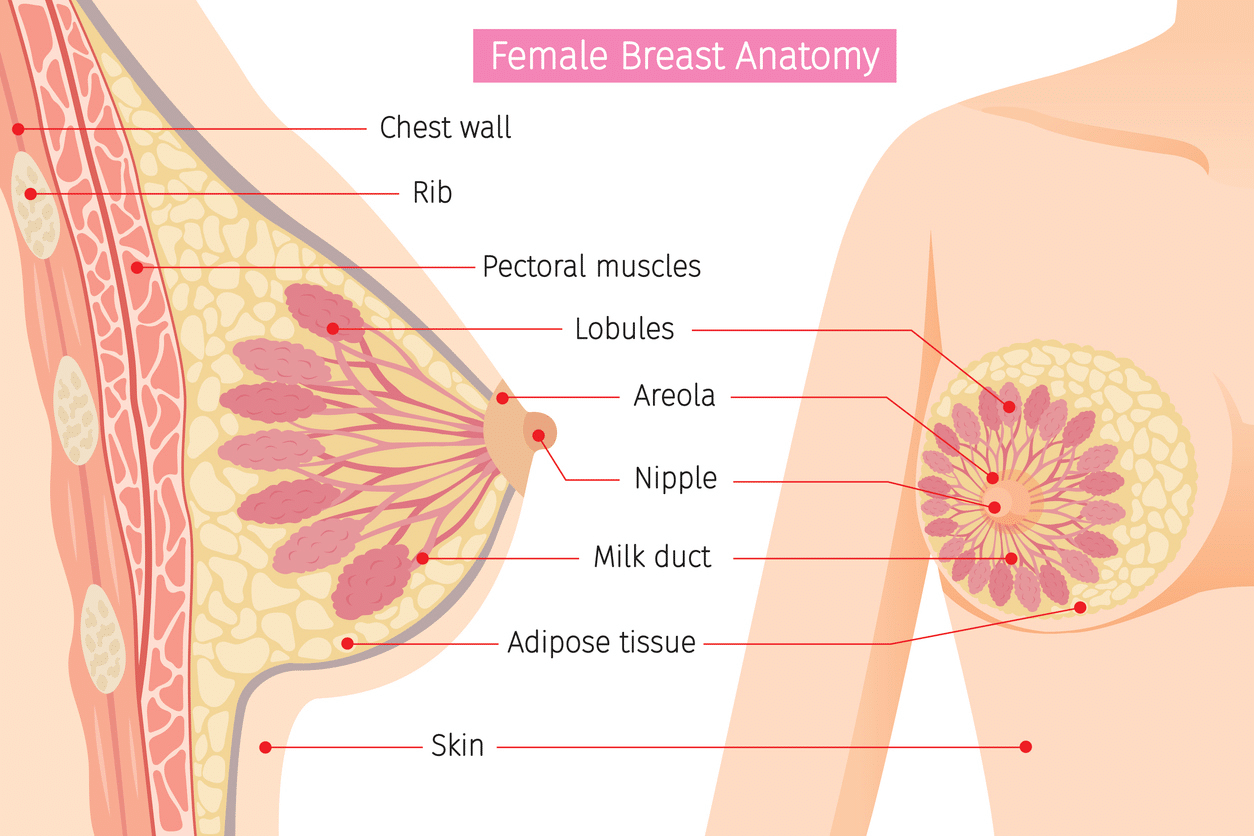 Female breast anatomy